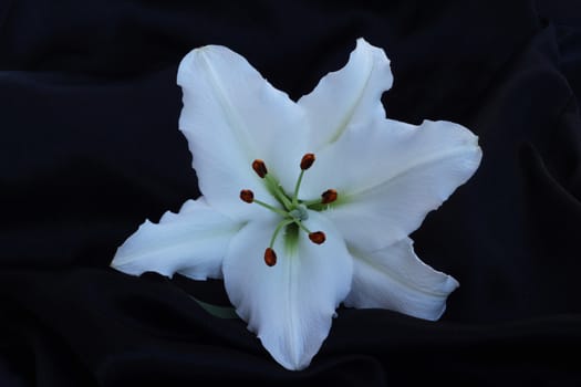 One lily flower macro close-up on black silk