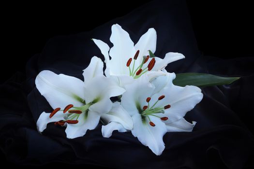 Three lily flowers macro close-up on black silk