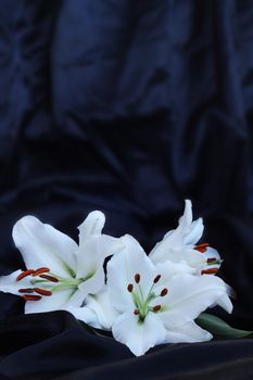 Three lily flowers macro close-up on black silk