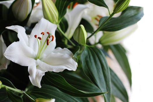 Beautiful fresh lily bouquet macro close up