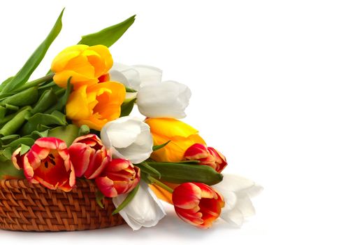 Colorful tulip bouquet in basket isolated on white