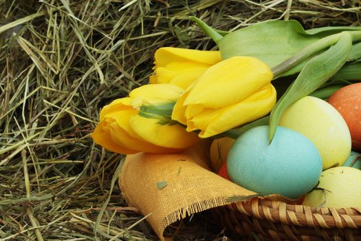 Basket of colored easter eggs and tulips on hay