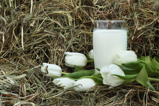 Glass of fresh natural milk and white tulips on hay