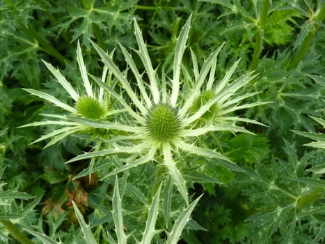 Sea Holly bud