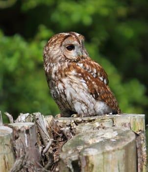 Tawny owl