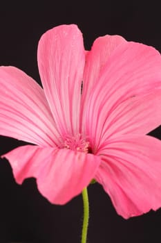 Pink Mallow