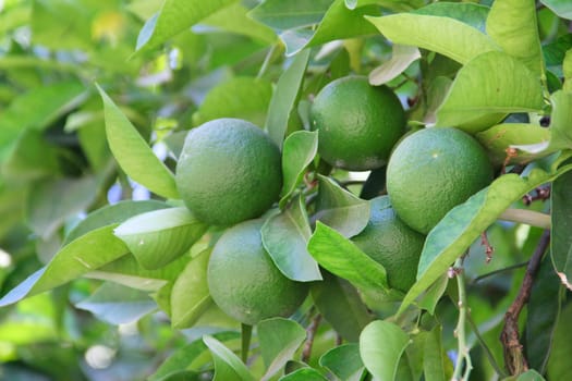 Fresh green limes on garden tree close up