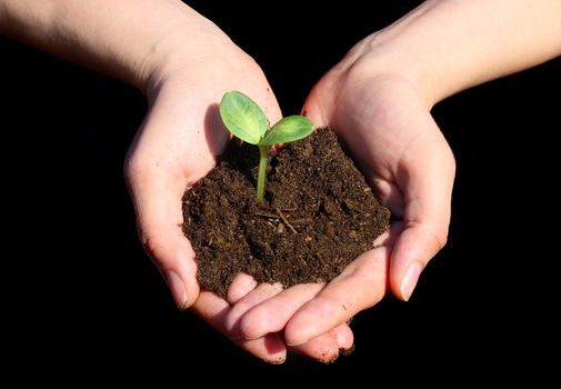 Sapling in female hands on black background