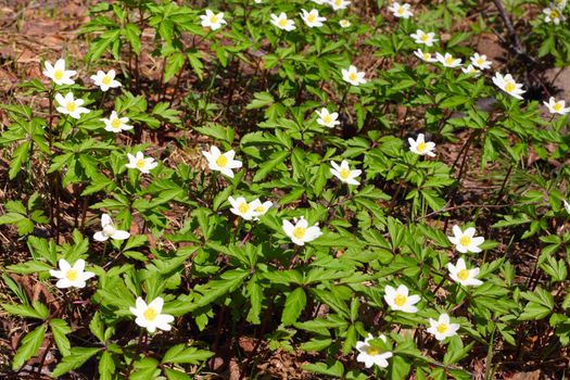 Beautiful spring windflowers macro closeup