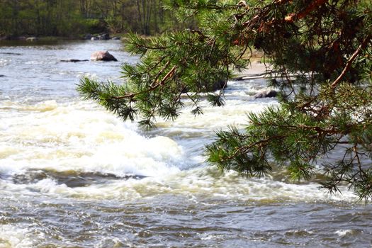 River rapids and pine branch closeup in Langinkoski Finland