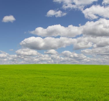 Tranquil landscape with beautiful green grass under blue sky