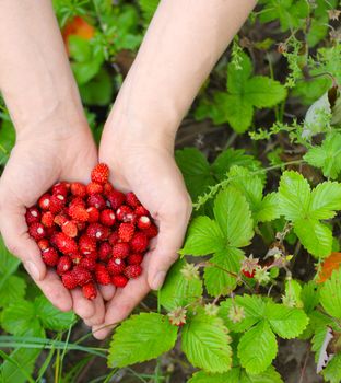 Wild red strawberry in hands with leaves and flowers close up
