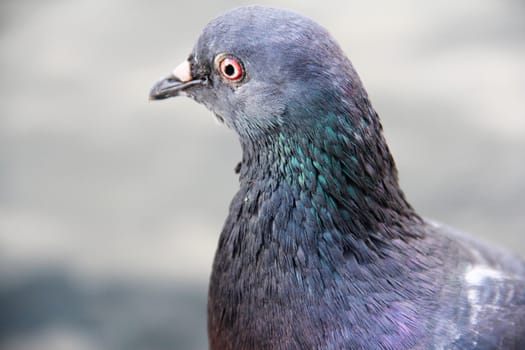 Portrait of beautiful gray pigeon close up