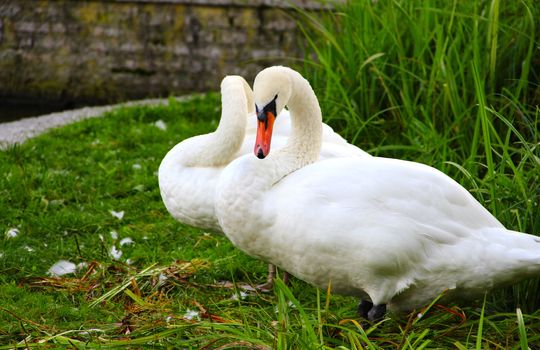 Two beautifu white swans standing on green grass