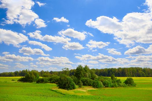 Beautiful view on field with rees under blue cloudy sky