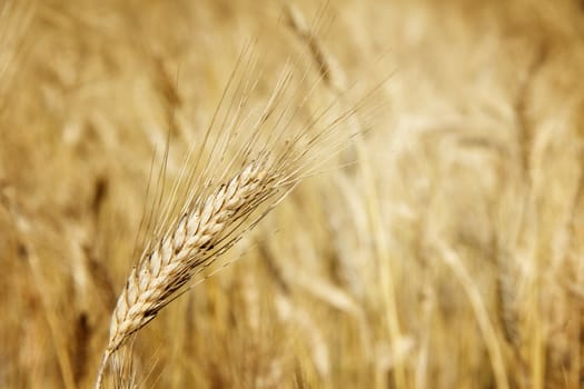 Ripe wheat close-up beauiful background