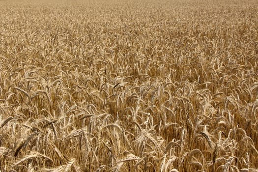 Ripe wheat field background