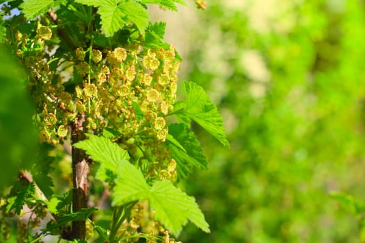 Blooming currant in garden macro close up