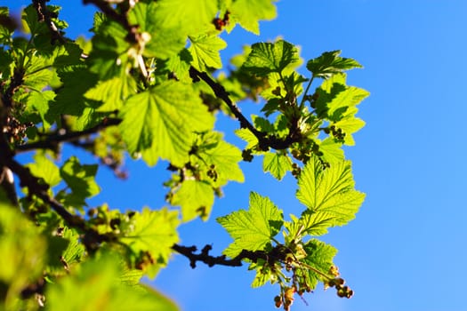 Blooming currant on blue sky background macro close up