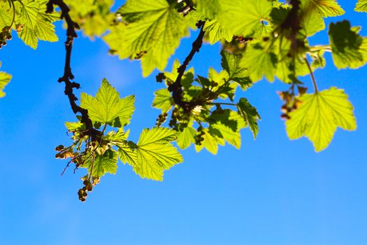 Blooming currant on blue sky background macro close up