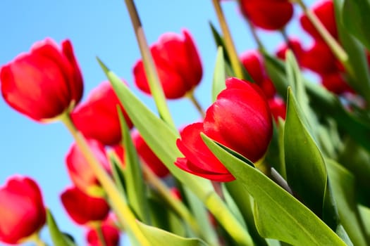 Red tulips on blue sky background close-up