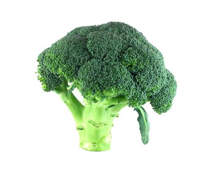 Fresh broccoli isolated standing on white background