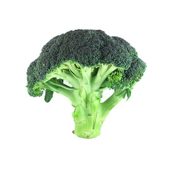 Fresh broccoli isolated standing on white background