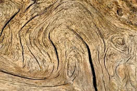 texture or background brown old wood line curls