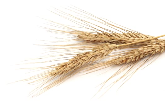 Wheat ears isolated on white background 