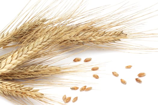 Wheat ears and grains isolated on white background 