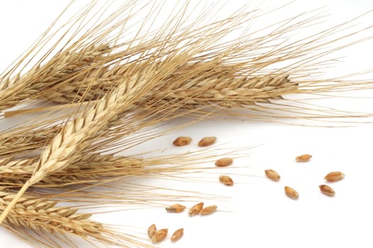 Wheat ears and grains isolated on white background 