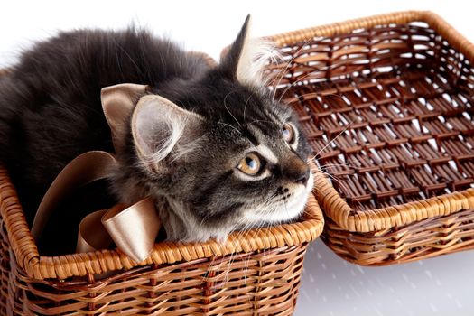 Fluffy cat with a bow in a wattled basket. Fluffy cat with brown eyes.  Striped not purebred kitten. Kitten on a white background. Small predator. Small cat.