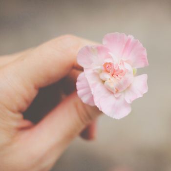 Hand holding pink flower with retro filter effect