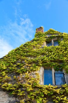 Old house wall with windows covered by grape against blue sky