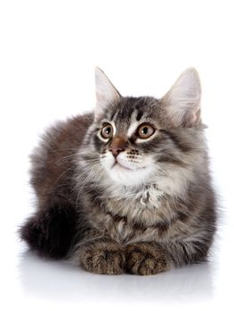 Fluffy cat with brown eyes.  Striped not purebred kitten. Kitten on a white background. Small predator. Small cat.