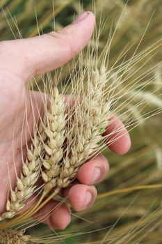 image of the spikelets of the wheat in the hand