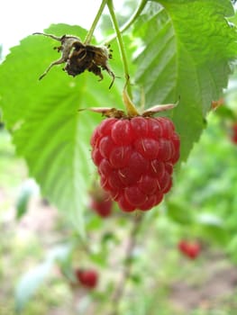 bunch of red ripe and tasty raspberry