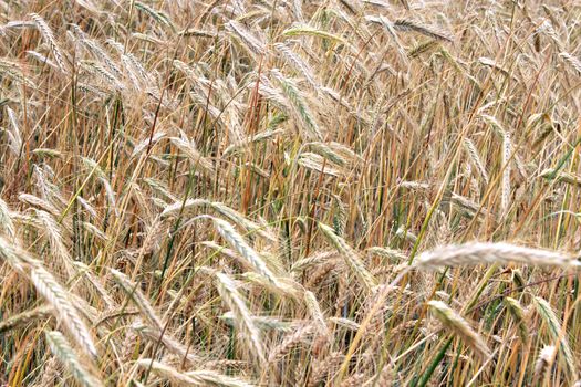 image of the field of spikelets of the wheat