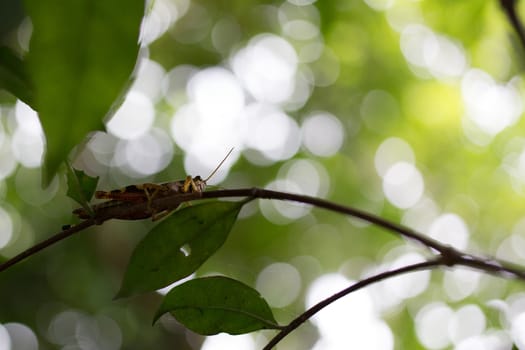 green grasshopper climb on tree