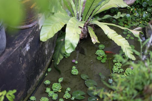 fish pool garden with lotus and water plants