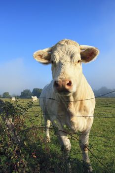 Cow on a summer pasture in the morning