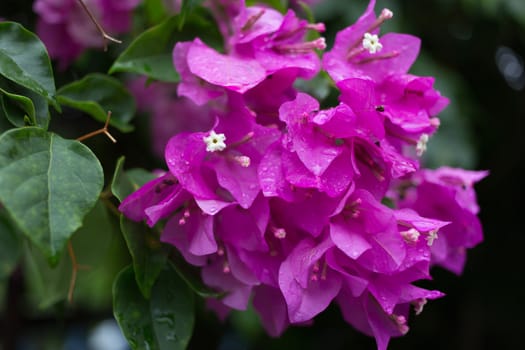 purple pink Paper Flower on plant