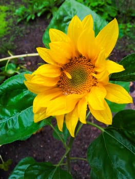 Wet sunflower with fresh yellow and green colors