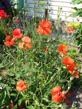 image of the beautiful red flower of red poppy