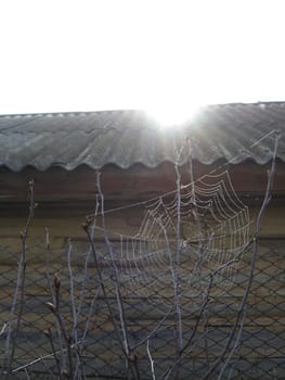 spider's web with dew on the green background of grass