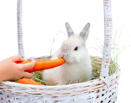 rabbit anC2 hand with carrot on the hay