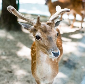 young deer looking at camera