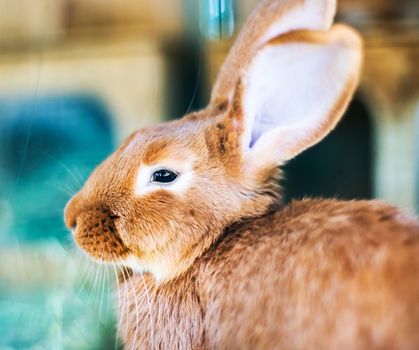 beautiful red-haired rabbit