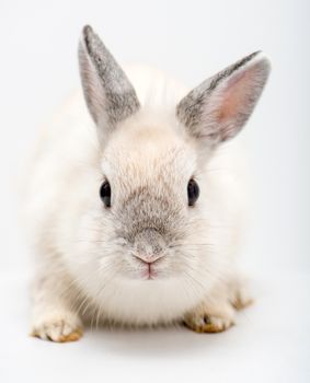 White rabbit on light background