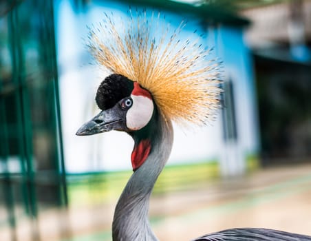 beautiful portrait African Crowned Crane